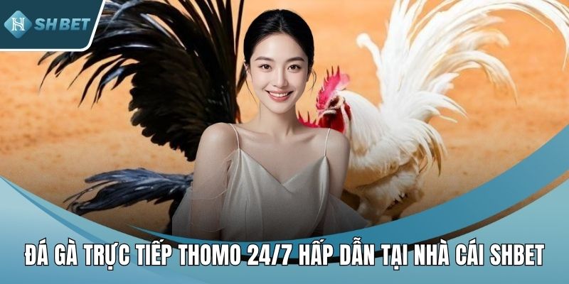 Đá gà trực tiếp Thomo 24/7