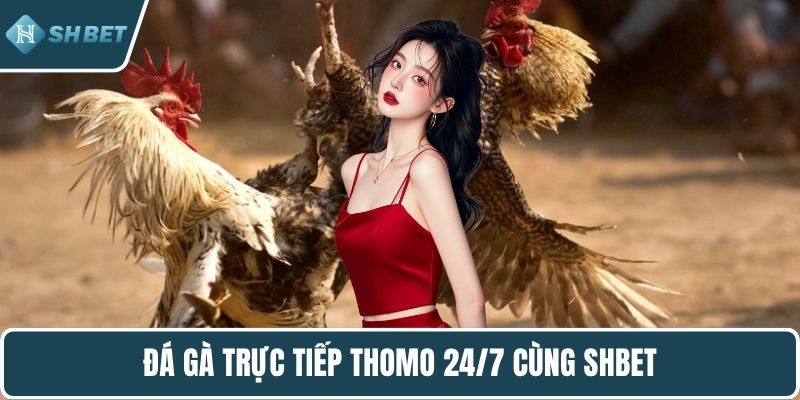 Đá gà trực tiếp Thomo 24/7 cùng SHBET