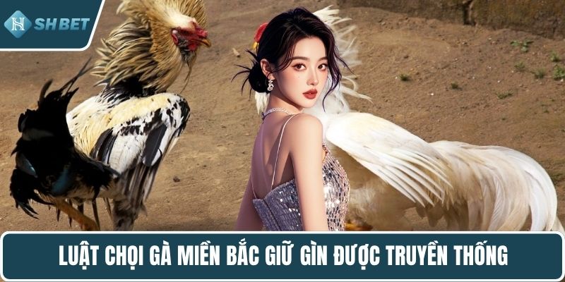 Luật chọi gà miền Bắc giữ gìn được truyền thống