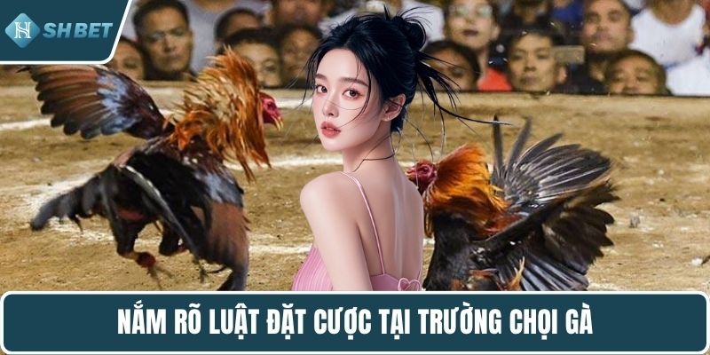 Nắm rõ luật đặt cược tại trường chọi gà