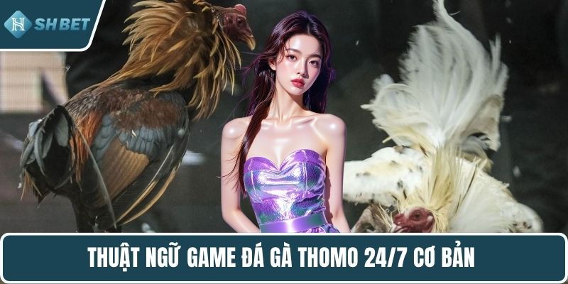 Thuật ngữ game đá gà Thomo 24/7 cơ bản 