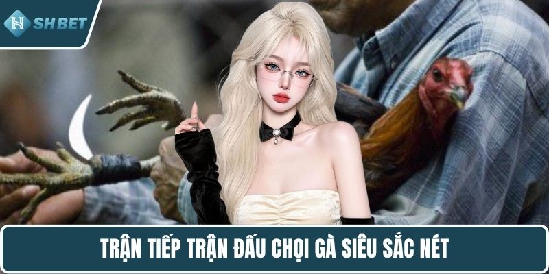 Trận tiếp trận đấu chọi gà siêu sắc nét