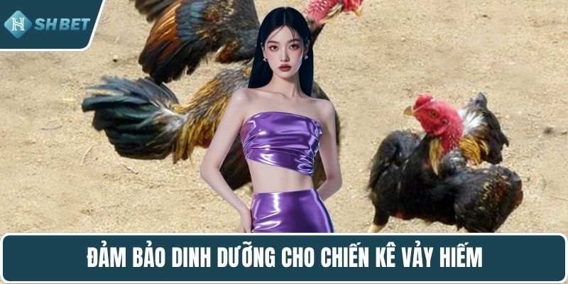 Đảm bảo dinh dưỡng cho chiến kê vảy hiếm