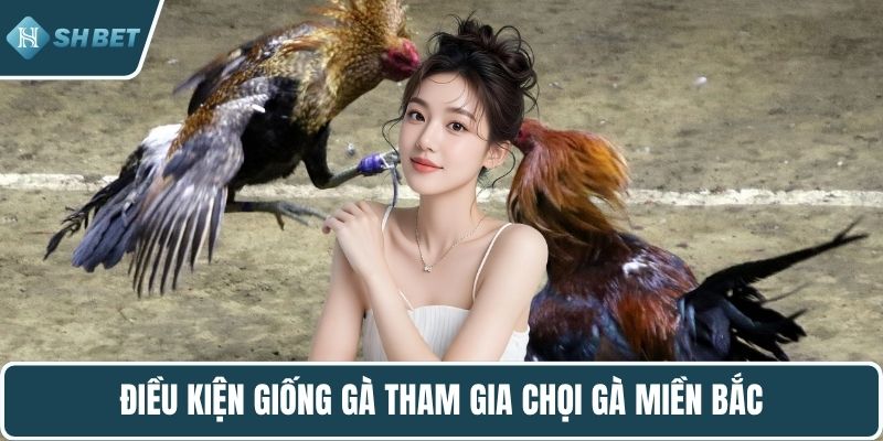 Điều kiện giống gà tham gia chọi gà miền Bắc
