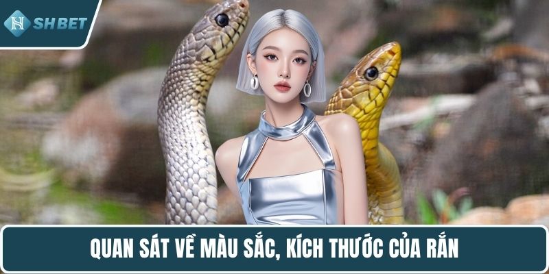 Quan sát về màu sắc, kích thước của rắn