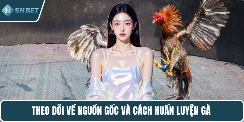Theo dõi về nguồn gốc và cách huấn luyện gà 