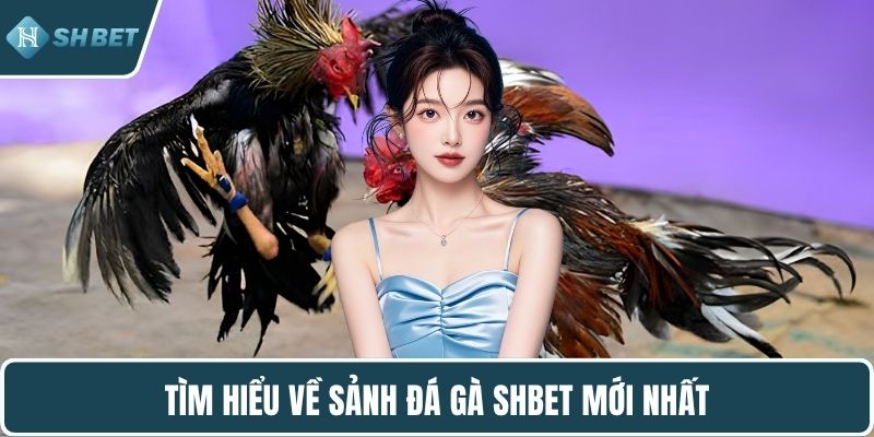 Tìm hiểu về sảnh đá gà SHBET mới nhất